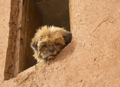 EthanTremblay/iStock/Getty Images He's not a yappy dog, but the Affenpinscher will alert you if you have company.