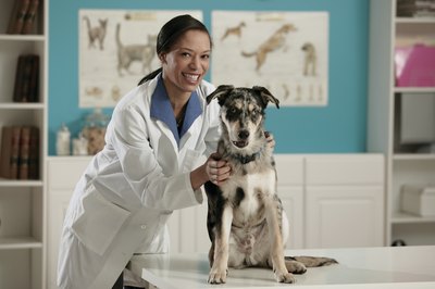 Comstock/Stockbyte/Getty Images You'll need to work closely with your veterinarian to find the cause and subsequent cure for papulonodular dermatosis.