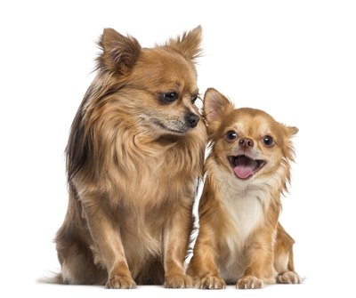 GlobalP/iStock/Getty Images Variety is the spice of life with Chihuahuas.