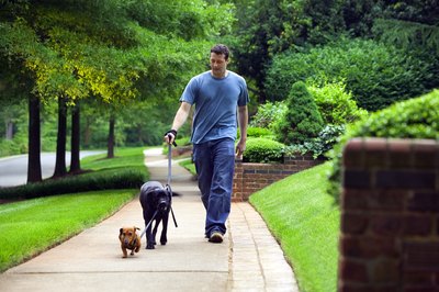 Thinkstock/Comstock/Getty Images Heartworm prevention is an important part of caring for your dog.