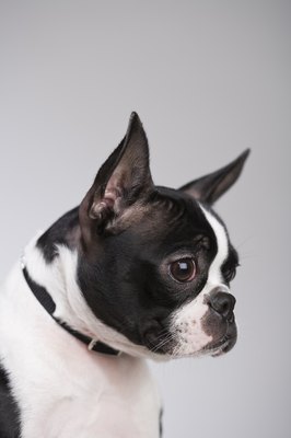 Jupiterimages/Stockbyte/Getty Images Boston terriers are low-maintenance dogs, requiring only moderate exercise and minimum grooming.