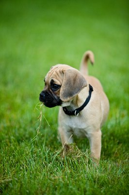 Jupiterimages/Photos.com/Getty Images Help your puppy happily settle into his new home.