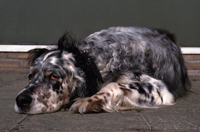 John Foxx/Stockbyte/Getty Images An aging dog might need mobility aids to help him get around.