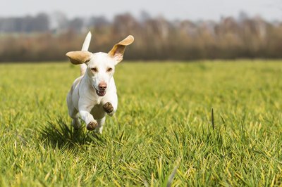 hd1photography/iStock/Getty Images Weeds aren't fun, but you don't want to make your best friend sick.