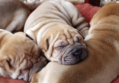 Correcaminos112/iStock/Getty Images Spinning before resting is not uncommon in canines.