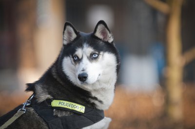 fotokon/iStock/Getty Images Working dogs such as this huskey could benefit from dewclaw removal.