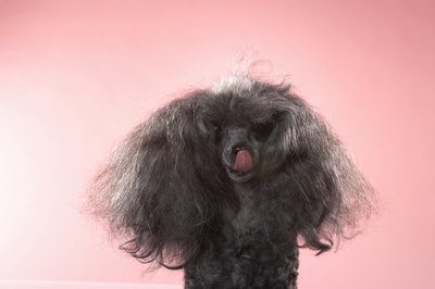 Chris Amaral/Digital Vision/Getty Images Watching your dog go through a seizure is a frightening experience.