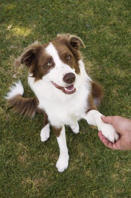Kane Skennar/Photodisc/Getty Images Lifting the paw is a natural movement for dogs.