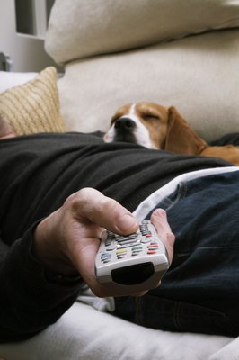 Push/Photodisc/Getty Images Valerian root is a natural remedy for calming a canine.