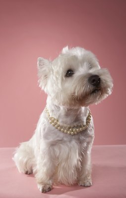 Chris Amaral/Digital Vision/Getty Images If I breathe in an unusual manner, take me to the vet.