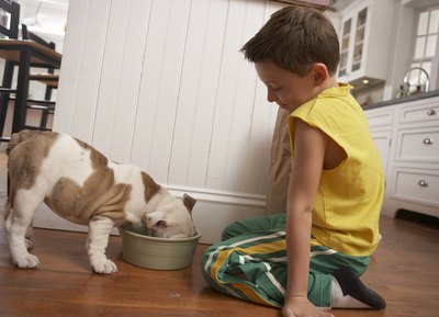 Chris Amaral/Photodisc/Getty Images Don't worry about finding chocolate in your Nutro Natural Pet Food.