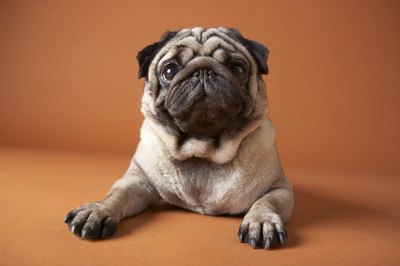 Chris Amaral/Digital Vision/Getty Images The structure of the pug's face makes reverse sneezing common.