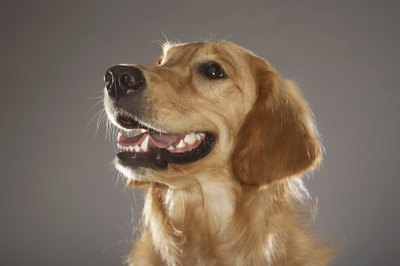 Chris Amaral/Digital Vision/Getty Images Healthy teeth and gums play an important part in keeping dogs healthy and happy.