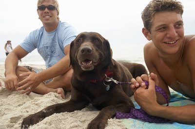 Christopher Robbins/Photodisc/Getty Images Labrador retrievers are among the breeds prone to footpad hyperkeratosis.