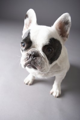 Chris Amaral/Digital Vision/Getty Images Maintaining a healthy weight is key to a French bulldog's good health.
