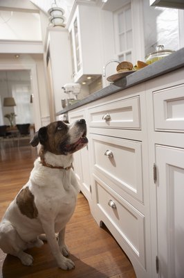 Chris Amaral/Digital Vision/Getty Images Xylitol toxicity can sometimes lead to comas in canines.