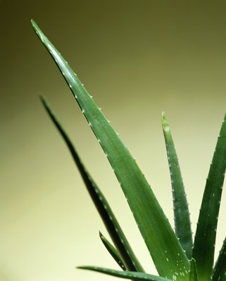 Digital Vision/Photodisc/Getty Images Aloe vera is one of numerous plants that contain saponins.