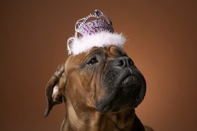 Chris Amaral/Digital Vision/Getty Images Ruling your kingdom may not be on Rover's agenda.