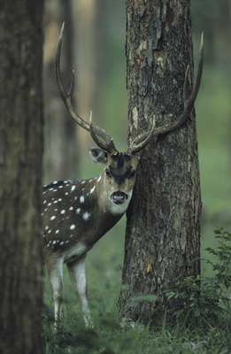 Anup Shah/Photodisc/Getty Images Antlers are shed each year so a new set can grow the following year.