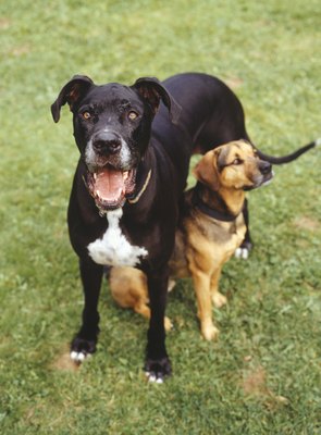 Ryan McVay/Photodisc/Getty Images Not all agility or obedience winners are purebred dogs.