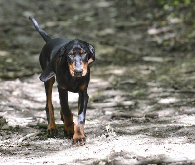 WilleeCole/iStock/Getty Images Despite the name, coonhound paralysis isn't limited to coonhounds, though hunting dogs may be more at risk for exposure.