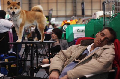 Dan Kitwood/Getty Images News/Getty Images Catching a break from vigorous brushing during spring shed.