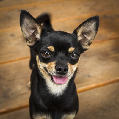 buchsammy/iStock/Getty Images "Tiny? Who are you calling a 'teacup'?"