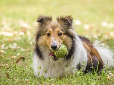 yanjf/iStock/Getty Images "Let's play fetch."