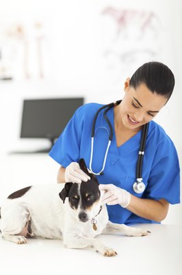 michaeljung/iStock/Getty Images Physical examination, Wood's lamp testing and fungal cultures serve to diagnose ringworm.