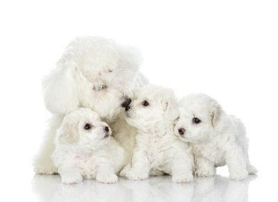 photodeti/iStock/Getty Images This bichon mama had an average number of puppies.