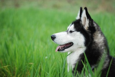 Szilvia Frigyer/iStock/Getty Images Her litter size will depend on her age, weight and overall health.