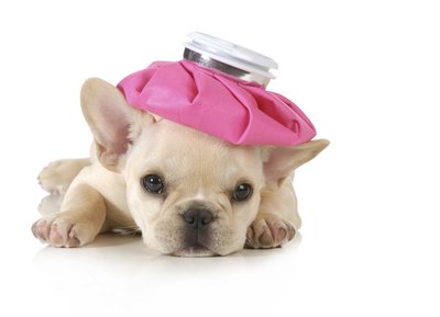 WilleeCole/iStock/Getty Images Consult your vet before giving aspirin to your dog.