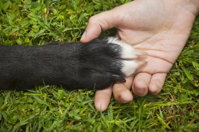 percds/iStock/Getty Images Dog's need their nails trimmed once a month to keep their toes and feet healthy.