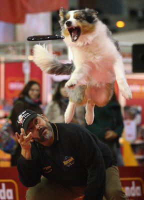 Sean Gallup/Getty Images News/Getty Images Aussie's sharp eyesight is key to their active lifestyles.