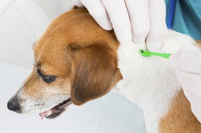 Fly_dragonfly/iStock/Getty Images These nasty critters can cause a host of problems for your pup.