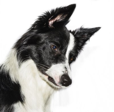 oneinchpunch/iStock/Getty Images If you've seen a border collie, you've seen a Scotch shepherd dog.