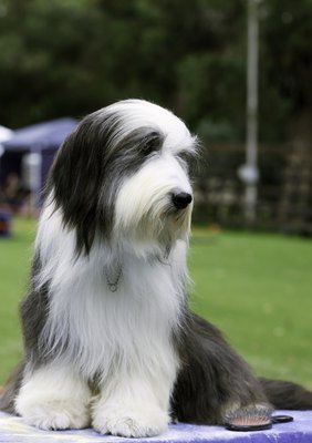 THEGIFT777/iStock/Getty Images For a larger and more boisterous companion, consider the bearded collie.