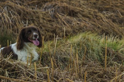 SalRedpath/iStock/Getty Images Springer spaniels are known for their hunting prowess.