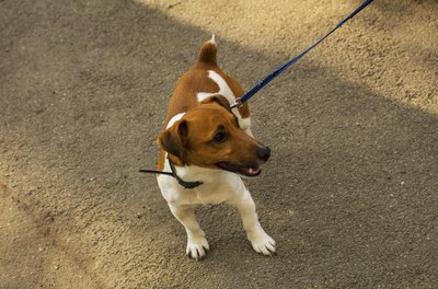 Barbara Freiberga/iStock/Getty Images The Jack Russell terrier is always on the alert.