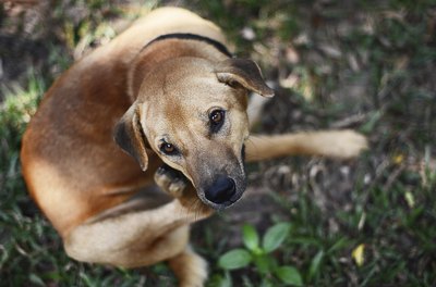 pixbox77/iStock/Getty Images Flea and tick drops get into your pet's sebaceous system and kill the flea or tick when they bite your dog.
