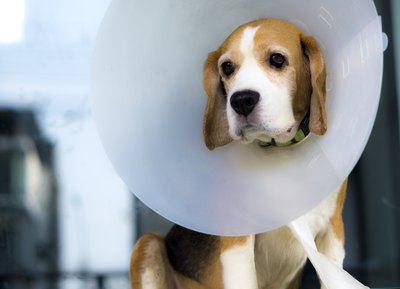NithidPhoto/iStock/Getty Images Your pup's first vet visit will include a basic wellness exam.