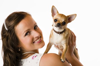 jarih/iStock/Getty Images The best environment for a Chi is alongside his loving owner.