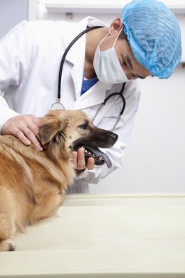 XiXinXing/XiXinXing/Getty Images Veterinarians may recommend BioPerine for dogs with low energy induced weight problems.