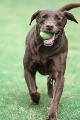 vjaksic/iStock/Getty Images Calorie control and plenty of exercise help keep Labs flab-free.