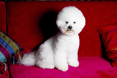 thomaszobl/iStock/Getty Images A healthy bichon can expect to enjoy about 15 years.