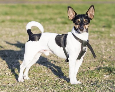 sjallenphotography/iStock/Getty Images The rat terrier carries a great deal of fox terrier in his lineage.