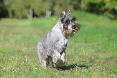 fotojagodka/iStock/Getty Images All sizes of schnauzers are high-energy dogs, which can help keep them at an ideal weight.