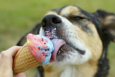 christingasner/iStock/Getty Images Treat your dog with healthy human food instead of junk.