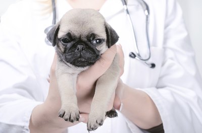 bernardbodo/iStock/Getty Images He'll hardly feel a thing.