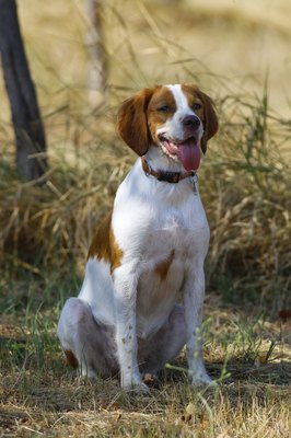 KatPaws/iStock/Getty Images The Brittany loves time outside, especially when he's on the hunt.